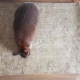 tapis chanvre lapin nain